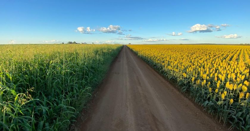Colheita de sorgo com carga limpa pode garantir maior rentabilidade ao produtor
