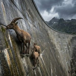 Cabra selvagem desafia gravidade ao escalar represa íngreme em busca de nutrientes
