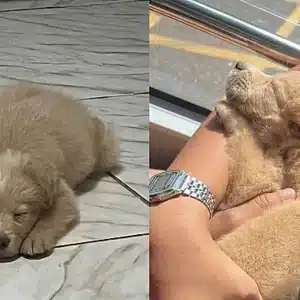 Surpreendidos pela evolução: família adota filhote achando ser Golden Retriever