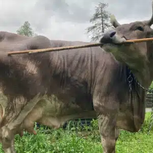 Vaca austríaca inova ao usar vassoura como meio de coçar-se, surpreendendo pesquisadores