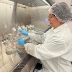 Iniciativa científica permite avanço na produção escalável de plantas de cacau