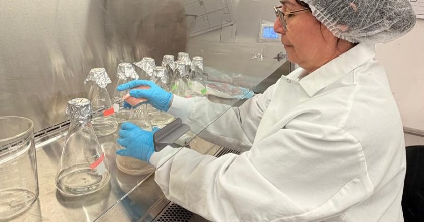 Iniciativa científica permite avanço na produção escalável de plantas de cacau