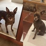 Cachorrinho do cantor Edson é encontrado sem vida após sumiço: “Um membro da família