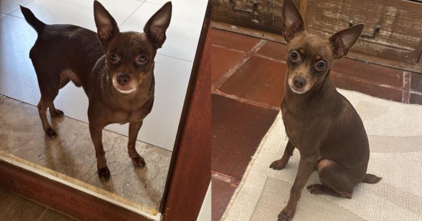 Cachorrinho do cantor Edson é encontrado sem vida após sumiço: “Um membro da família
