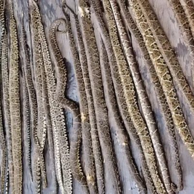 Fazendeiro descobre 36 jararacas em seu barracão, extermina cobras e provoca debate nas redes sociais