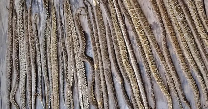 Fazendeiro descobre 36 jararacas em seu barracão, extermina cobras e provoca debate nas redes sociais