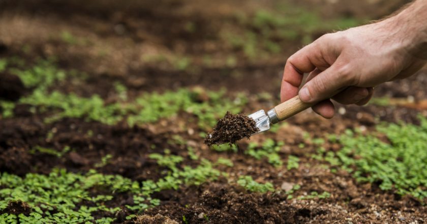 Fertilizantes inteligentes: a visão de Cauê Lopes Martins sobre a nova geração de insumos agrícolas