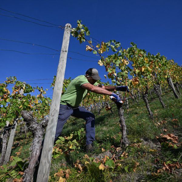 França enfrenta recorde de calor e projeta a pior colheita de vinhos da sua história