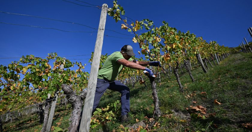 França enfrenta recorde de calor e projeta a pior colheita de vinhos da sua história