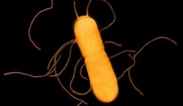 Interrupção na comercialização de linguiça devido a contaminação bacteriana associada a enfermidade severa